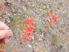 Ipomopsis aggregata aggregata