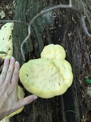 Aurantiporus croceus