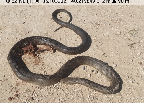 Eastern Brown Snake sighting