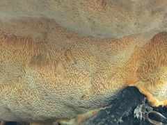 Aurantiporus croceus