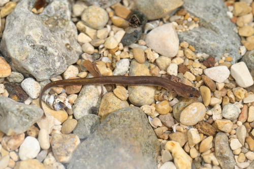 San Marcos Salamander, Eurycea nana
