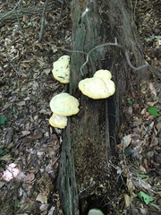 Aurantiporus croceus