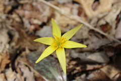 Erythronium rostratum