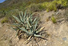 Agave asperrima