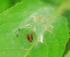 Agelena labyrinthica