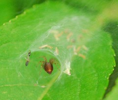 Agelena labyrinthica