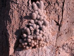 Escobaria tuberculosa