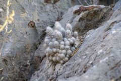 Escobaria tuberculosa