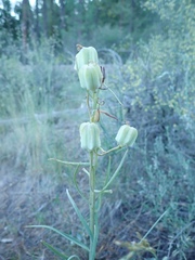 Fritillaria