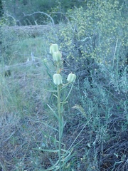 Fritillaria