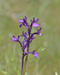 Anacamptis boryi