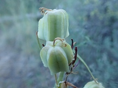 Fritillaria