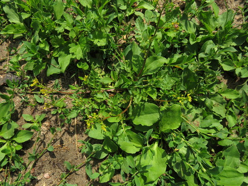 Miškinis čėriukas