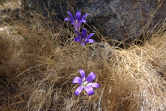 Brodiaea elegans