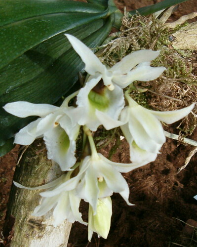 Eurychone rothschildiana