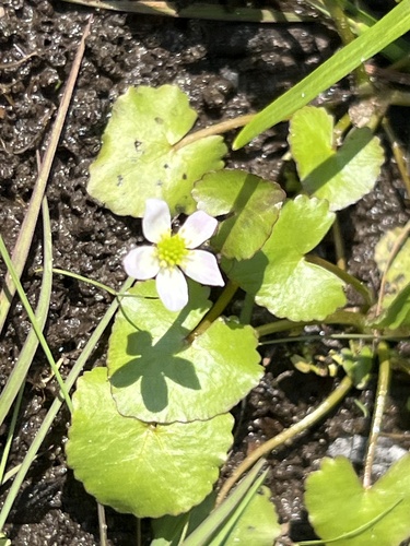 Image of Caltha natans by (c) Rob Foster, some rights reserved (CC BY)
