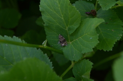 Syricoris lacunana