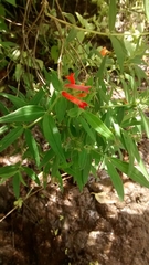 Bouvardia tenuifolia