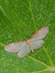 Idaea humiliata