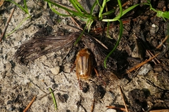 Amphimallon solstitiale