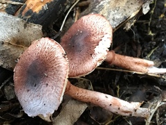 Lepiota haemorrhagica