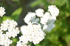 Sapygina decemguttata