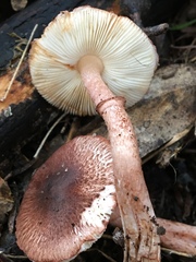 Lepiota haemorrhagica