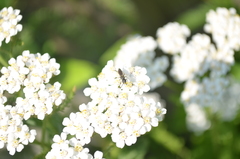 Sapygina decemguttata