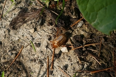 Amphimallon solstitiale