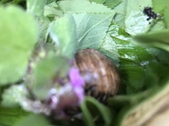 Helix pomatia