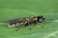 Chloromyia formosa
