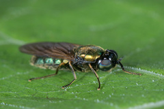 Chloromyia formosa