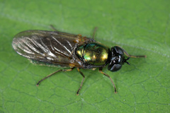 Chloromyia formosa