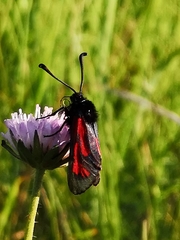 Zygaena purpuralis