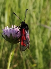 Zygaena purpuralis