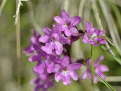 Orchis quadripunctata