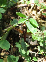 Libellula saturata