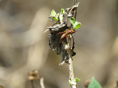 Polistes oculatus
