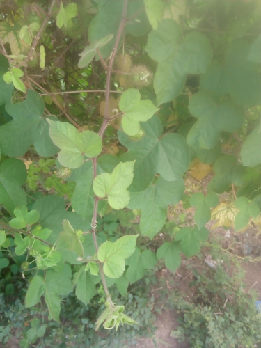 Passiflora foetida image