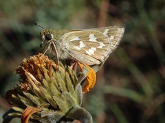 Hesperia juba