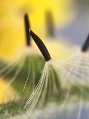 Hieracium amplexicaule