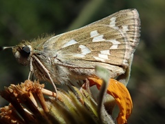Hesperia juba