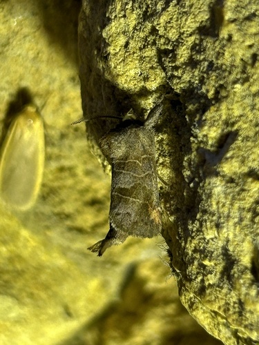 Clostera pigra