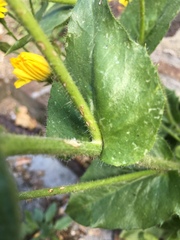 Hieracium amplexicaule