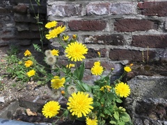 Hieracium amplexicaule