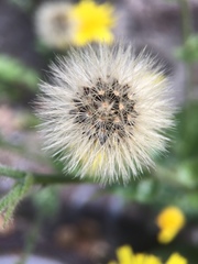 Hieracium amplexicaule