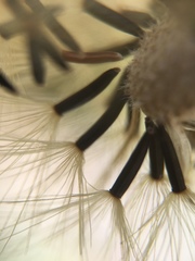 Hieracium amplexicaule