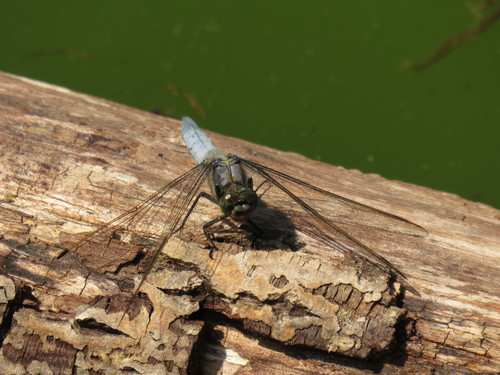 Tinkliškoji Skėtė