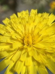 Hieracium amplexicaule