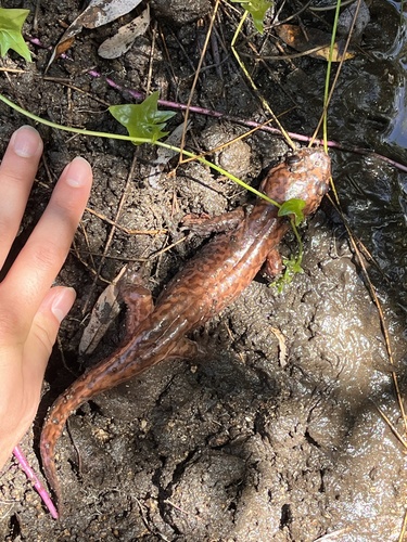 California Giant Salamander, Dicamptodon ensatus